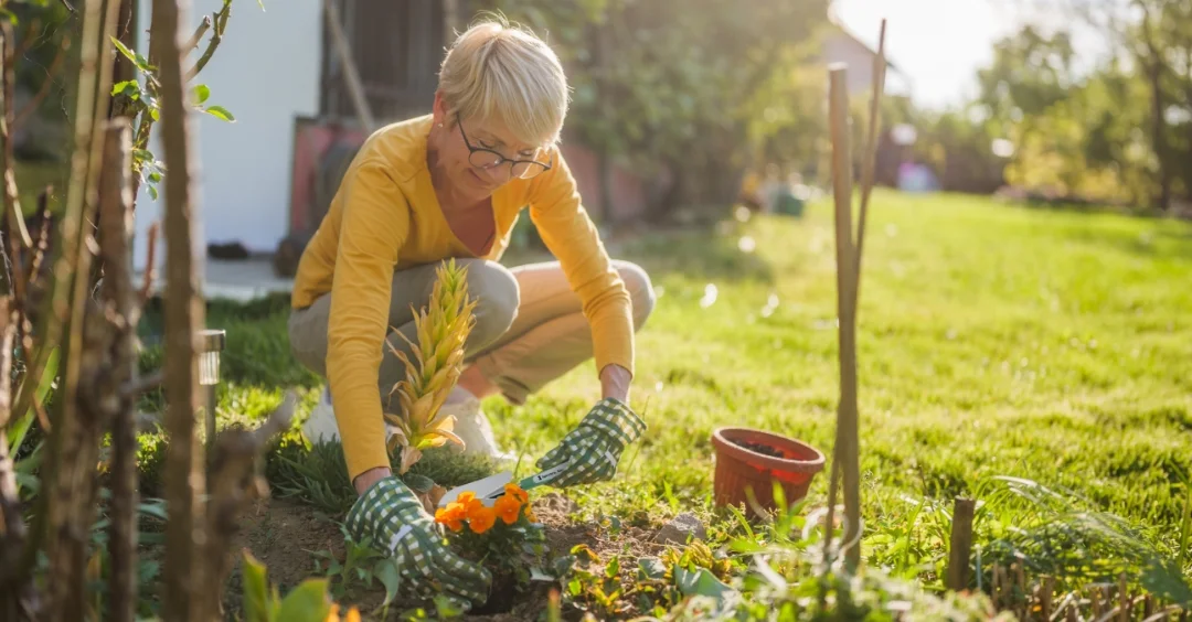 Adult planting orange flowers in a garden on a sunny day