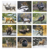 View Image 2 of 3 of Wildlife Portraits Calendar - Spiral