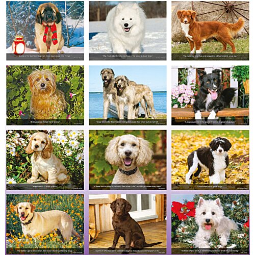 Additional Image 1 - a collage of images of dogs
