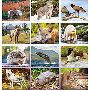 Additional Image 1 - a collage of images of animals