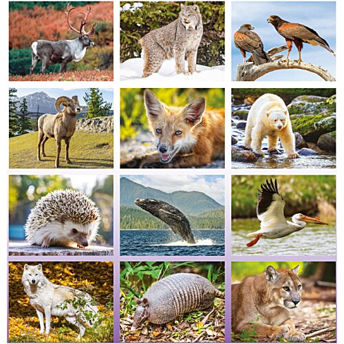 Additional Image 1 - a collage of images of animals