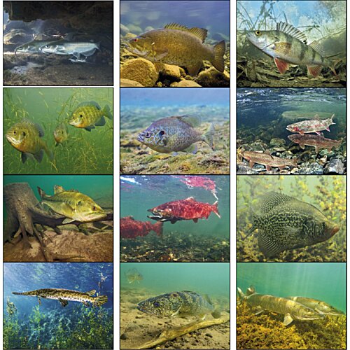 Additional Image 1 - a collage of fish in water