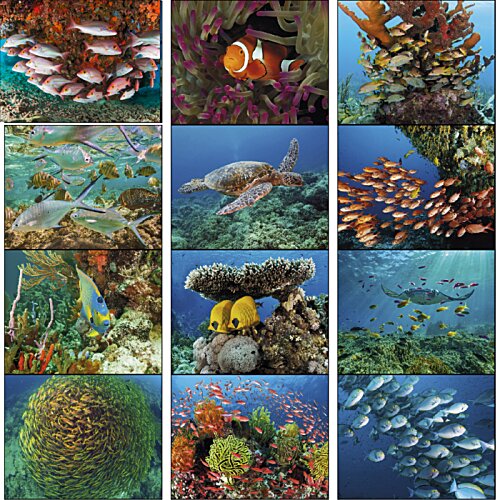 Additional Image 1 - a collage of different plants