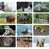 View Image 4 of 4 of Wildlife Desk Calendar