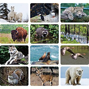 Additional Image 3 - a collage of animals