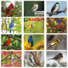 View Image 2 of 2 of Backyard Birds Appointment Calendar - Spiral