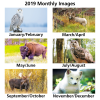 View Image 2 of 2 of North American Wildlife 2 Month View Calendar