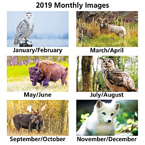 Additional Image 1 - a collage of animals