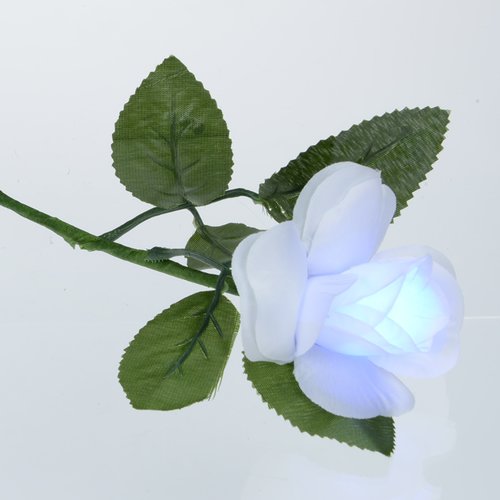 Light-Up Rose - Multicolour Image 1 of 7