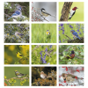 View Image 2 of 3 of Birds of North America Calendar - Spiral