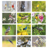 View Image 2 of 3 of Birds of North America Calendar - Stapled