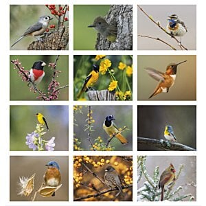 Additional Image 1 - a collage of birds