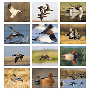 Additional Image 1 - a collage of birds