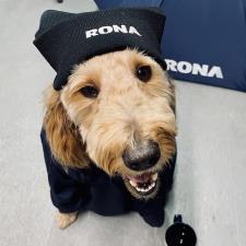 a dog wearing a hat and coat