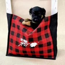 Customer photo from Kim of our Buffalo Plaid Jute Tote, a dog in a bag
